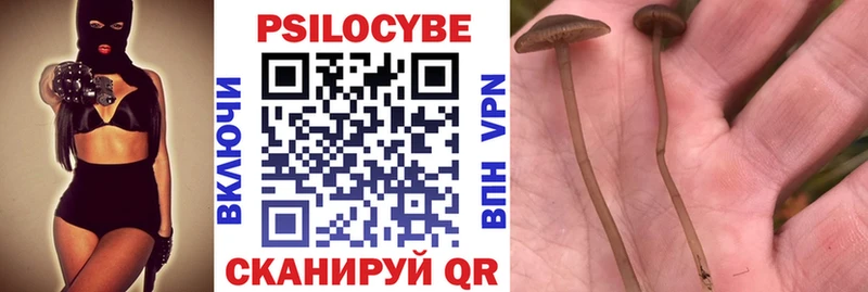 Купить  Оса  Псилоцибиновые грибы Cubensis 